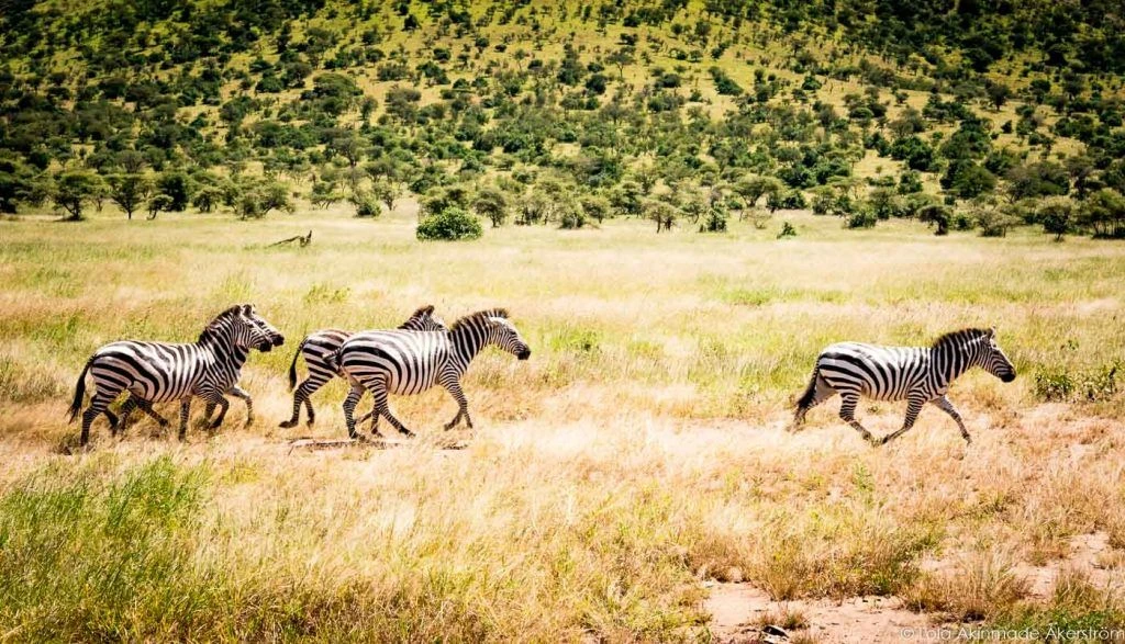4-Day Luxury Safari in Tanzania